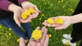 Яркие одуванчики